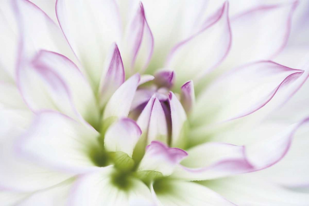 Dahlia art print by Dawn LeBlanc for $57.95 CAD