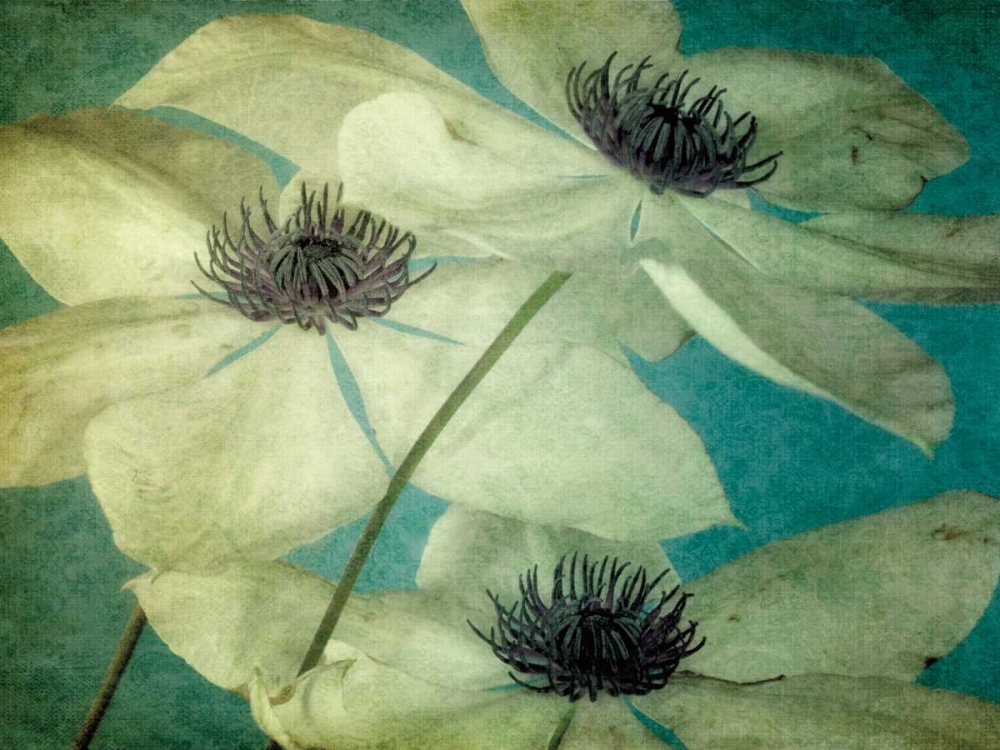 Klema art print by Dawn LeBlanc for $57.95 CAD