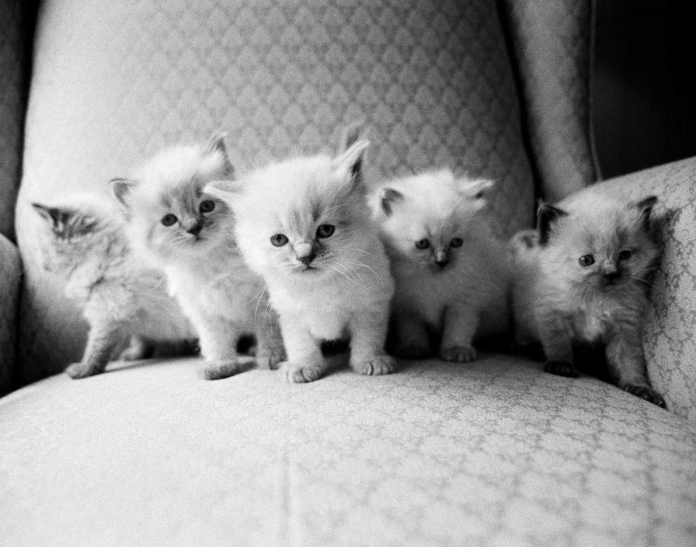 Five Kittens art print by Kim Levin for $57.95 CAD
