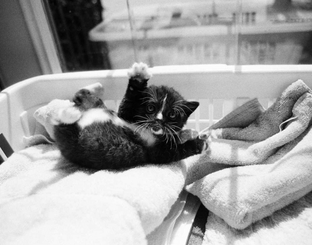 Kitten Laundry art print by Kim Levin for $57.95 CAD