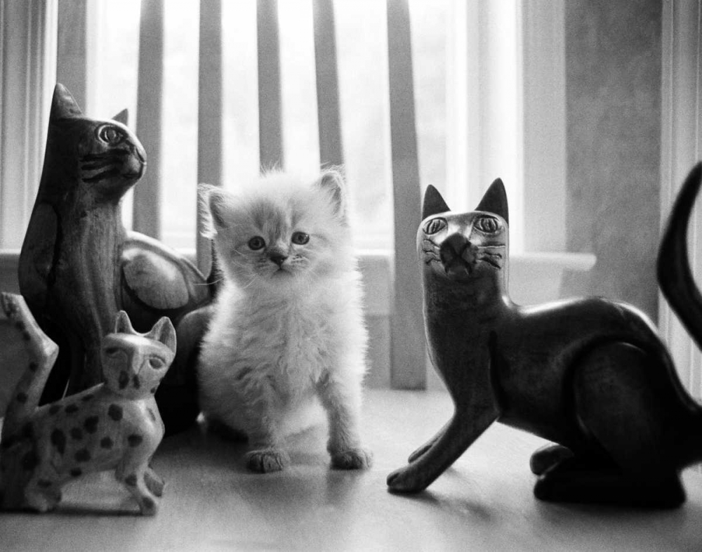 Ragdoll Kitten art print by Kim Levin for $57.95 CAD