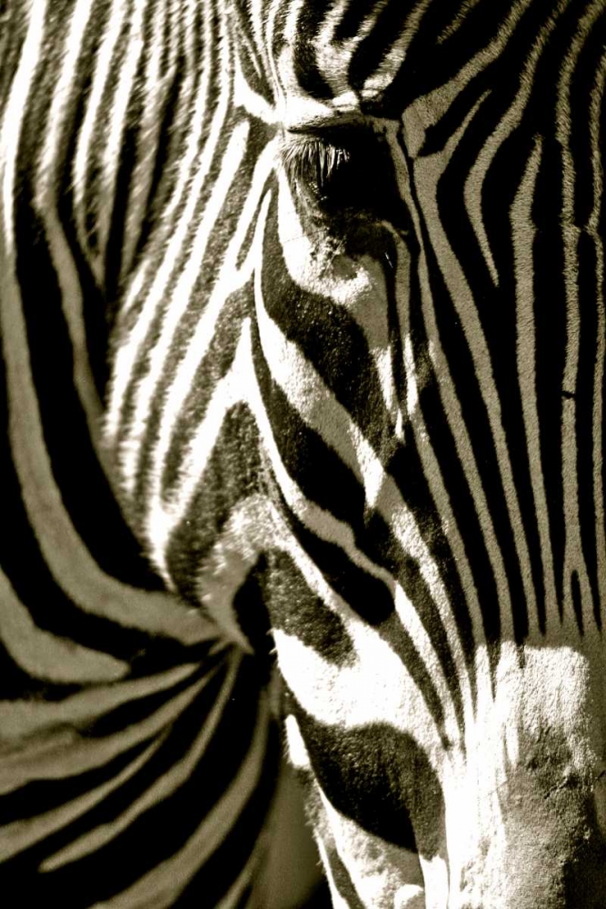 Zebra Head art print by Courtney Lawhorn for $57.95 CAD