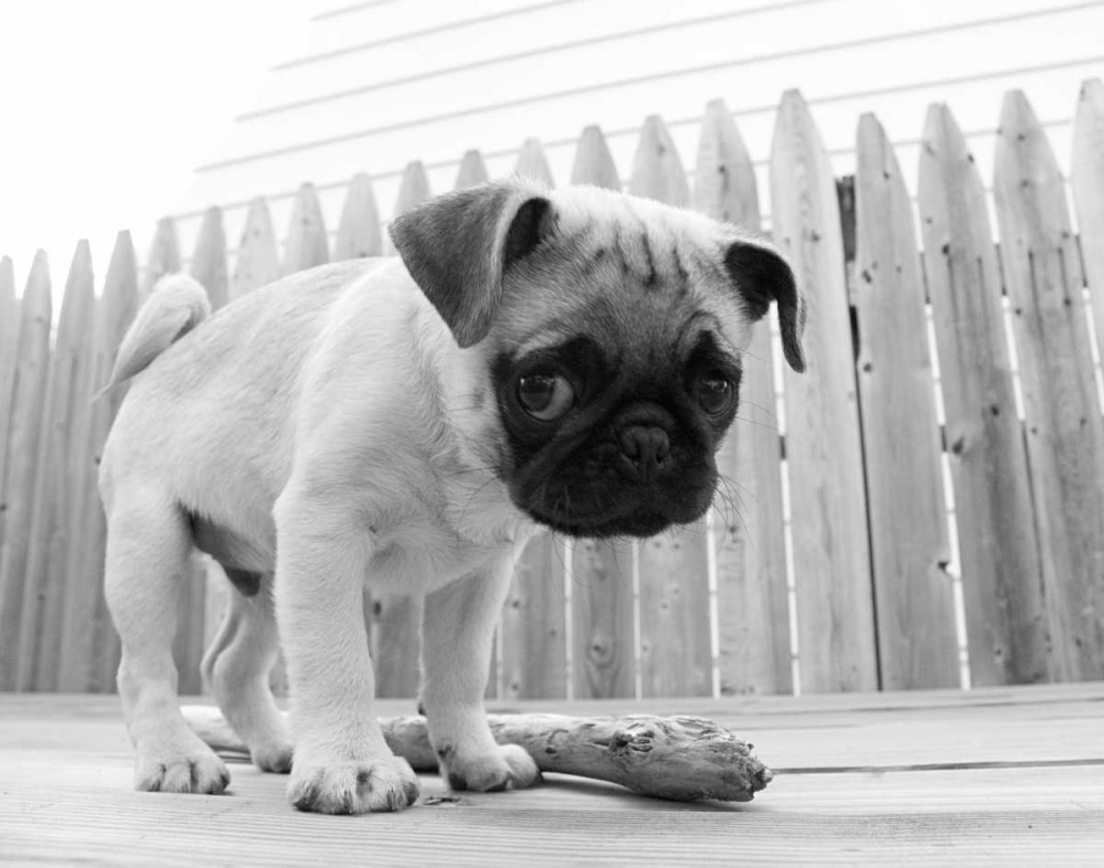 Bentley art print by Kim Levin for $57.95 CAD