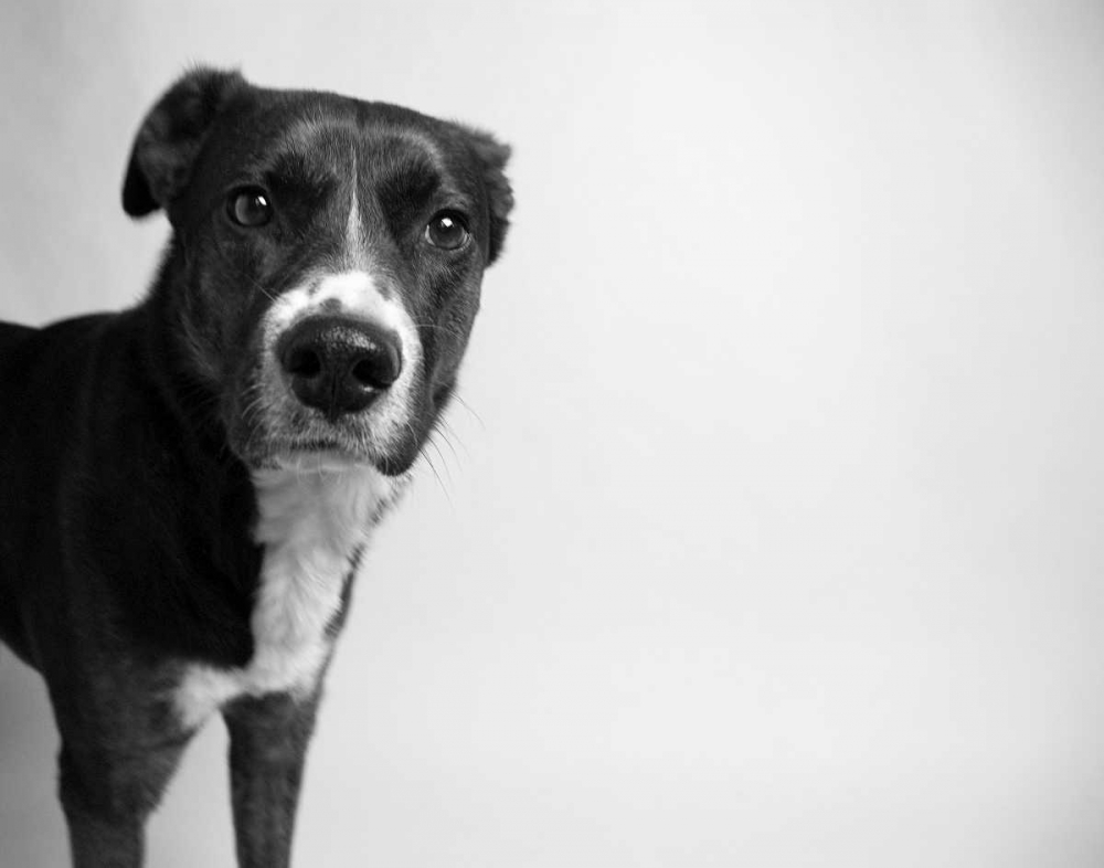 Reilly art print by Kim Levin for $57.95 CAD
