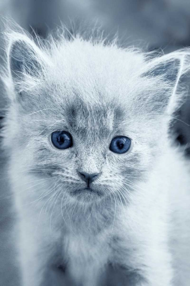 Blue Kitty art print by Tracie Louise for $57.95 CAD