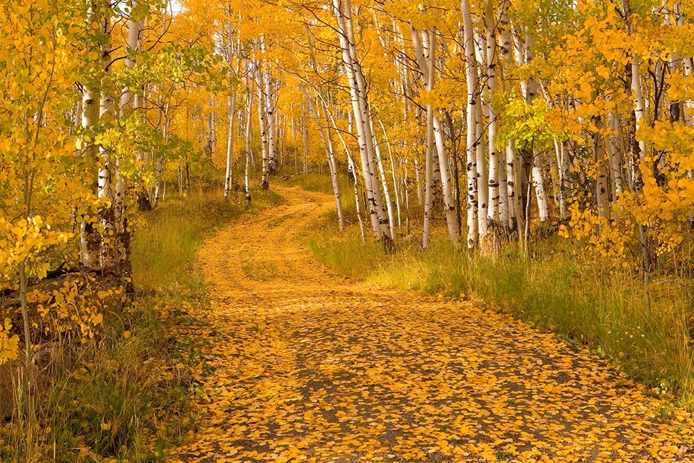 Aspen Tree Trunks art print by J.C. Leacock for $57.95 CAD