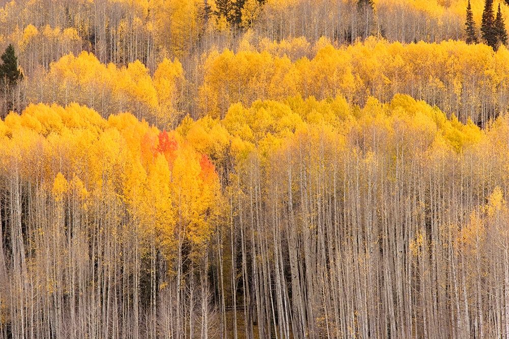 Beckwith Aspens art print by J.C. Leacock for $57.95 CAD