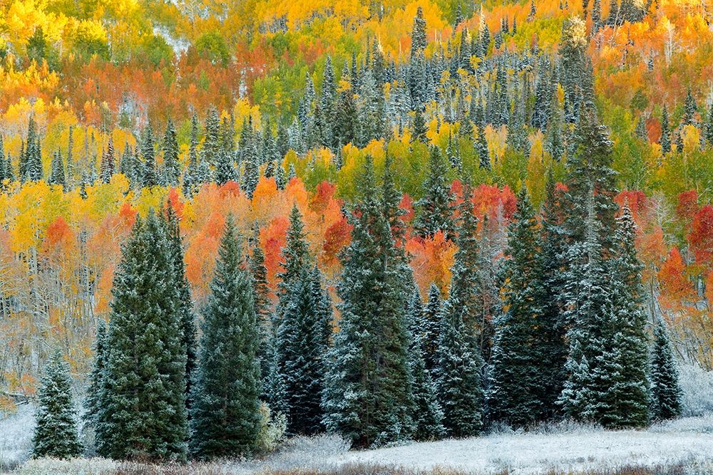 Christmas Trees art print by J.C. Leacock for $57.95 CAD