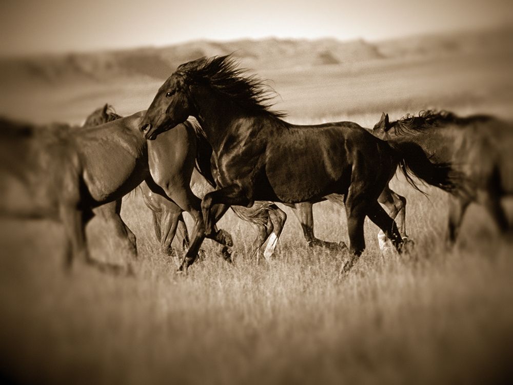Dark Horse art print by J.C. Leacock for $57.95 CAD