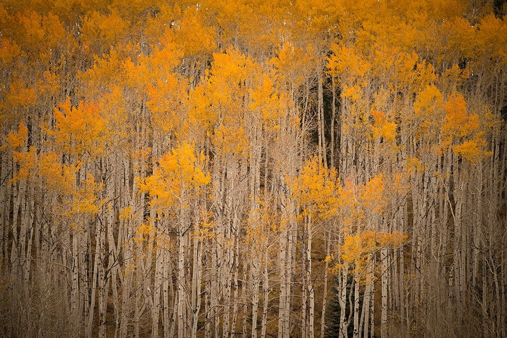 Intimate Aspen art print by J.C. Leacock for $57.95 CAD