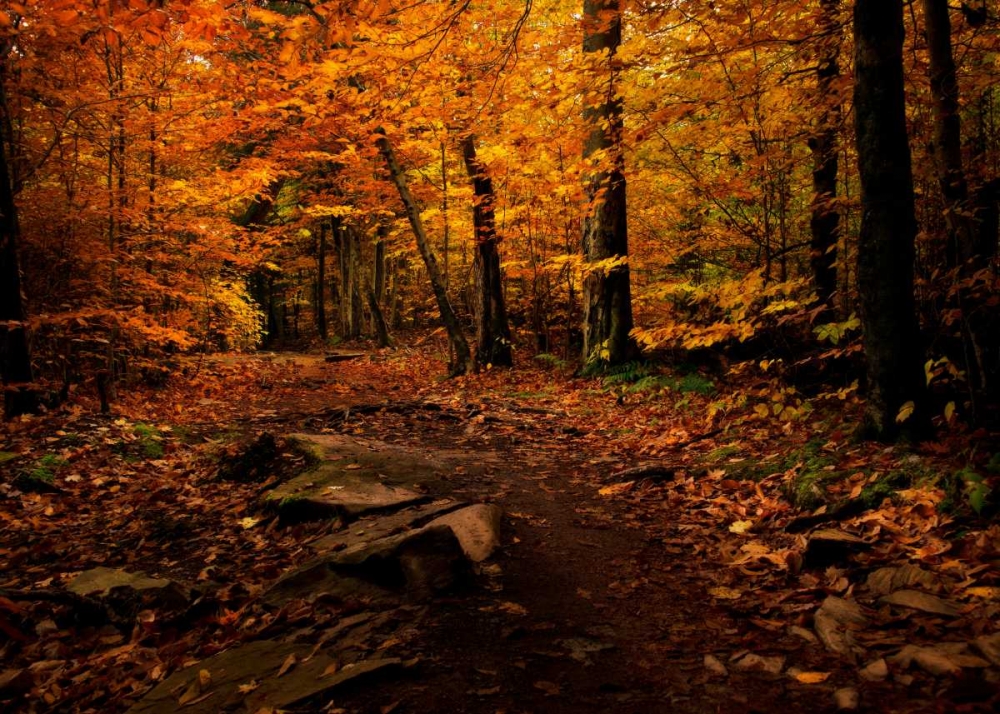 Autumn Path art print by Natalie Mikaels for $57.95 CAD
