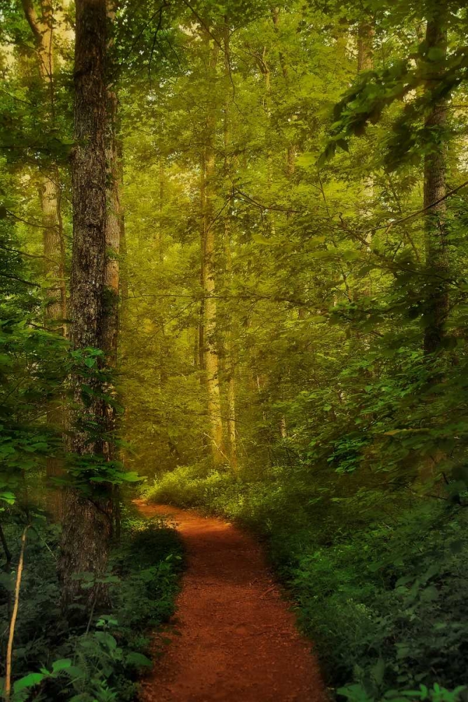 Fairytale Path art print by Natalie Mikaels for $57.95 CAD