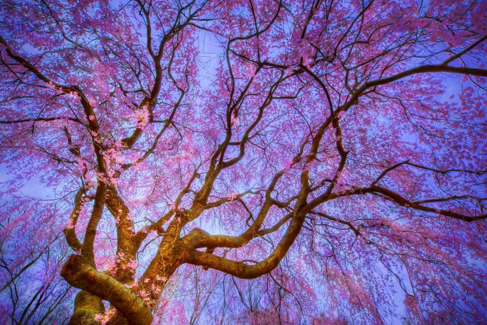 Weeping Cherry art print by Natalie Mikaels for $57.95 CAD