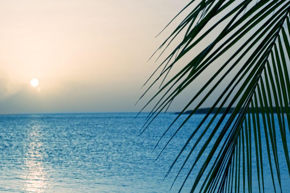 Palm art print by Dina Marie for $57.95 CAD
