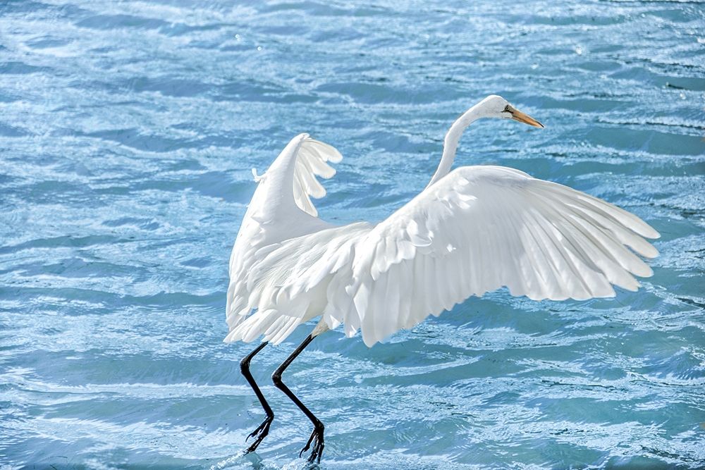 Taking Flight art print by Dina Marie for $57.95 CAD