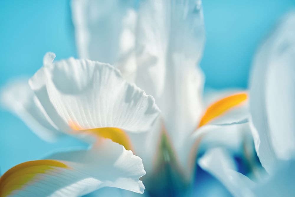 Tropical Dreams art print by Dina Marie for $57.95 CAD