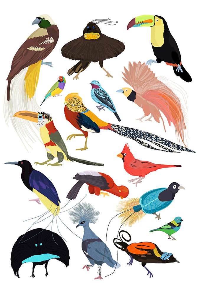 Birds of Paradise art print by Hanna Melin for $57.95 CAD