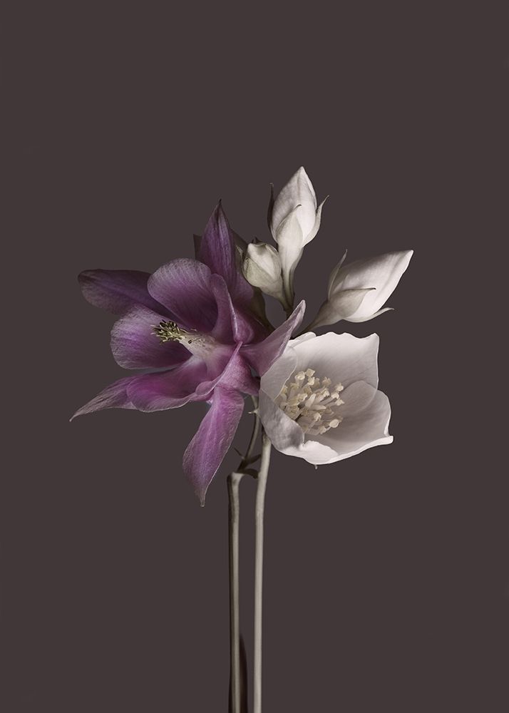 Virtue 2 art print by Design Fabrikken for $57.95 CAD