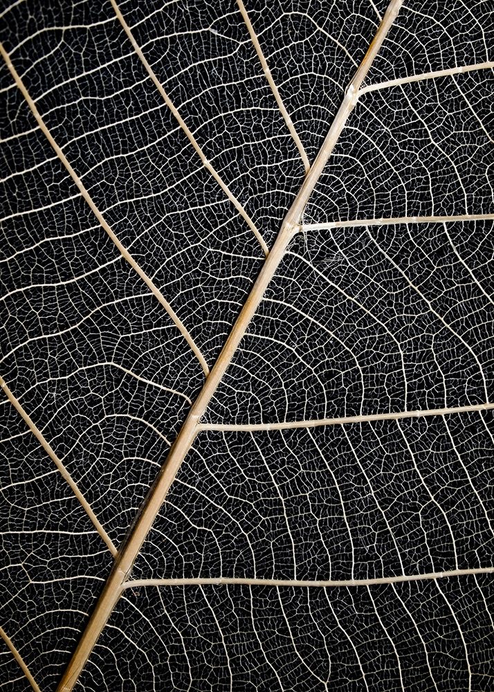 Leaf Veins art print by Design Fabrikken for $57.95 CAD