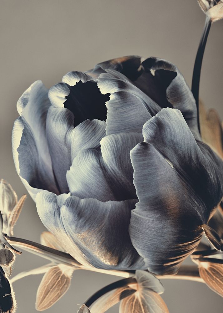 Baroque 3 art print by Design Fabrikken for $57.95 CAD