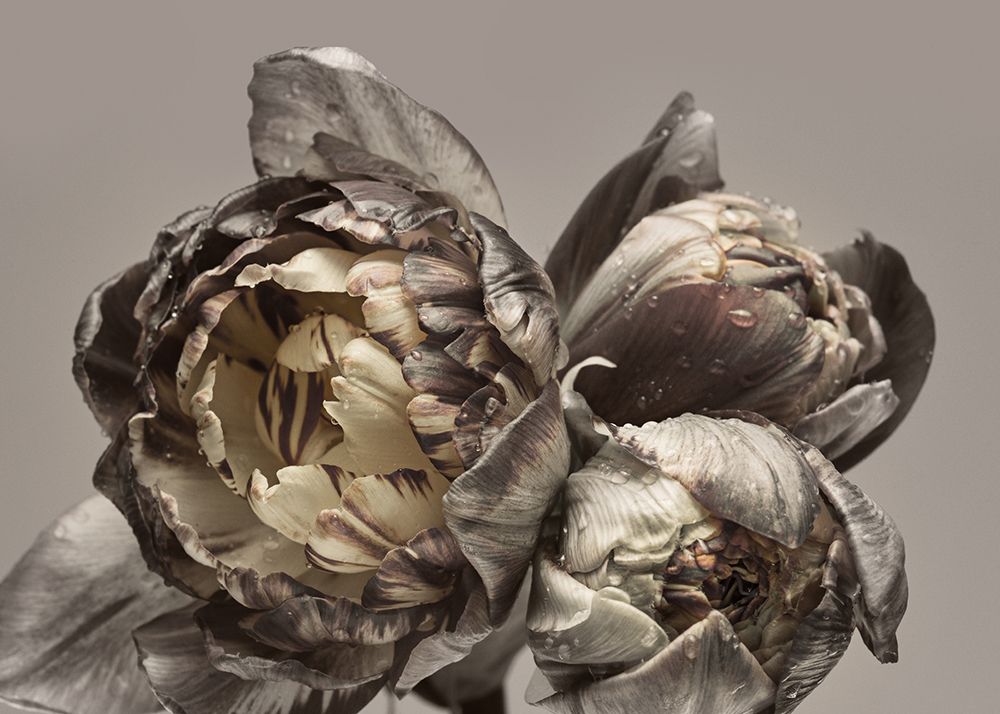 Baroque 4 art print by Design Fabrikken for $57.95 CAD