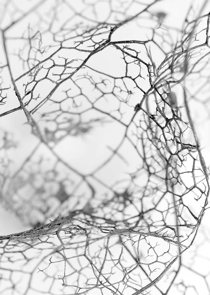 Leaf Skeleton BW art print by Design Fabrikken for $57.95 CAD