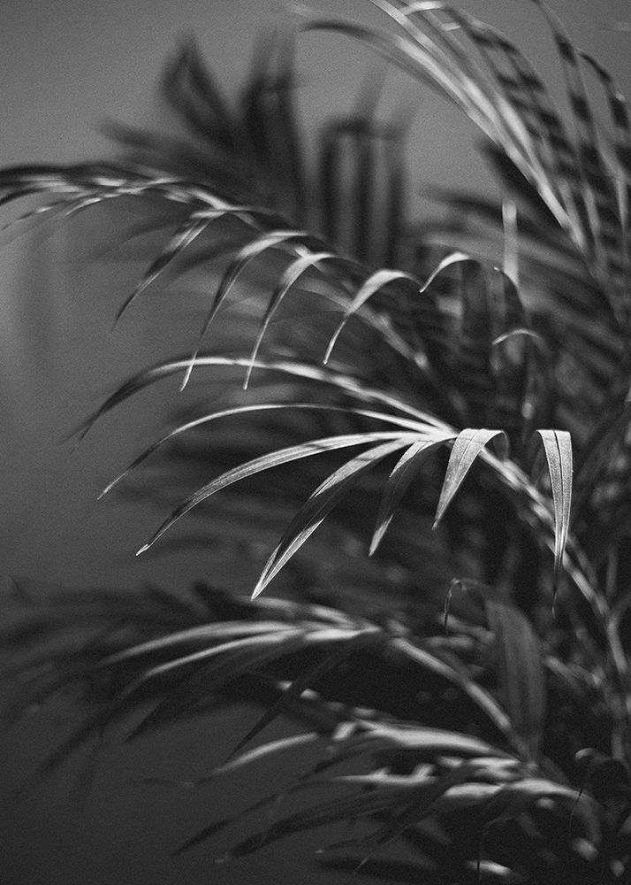 Black Plant art print by Design Fabrikken for $57.95 CAD