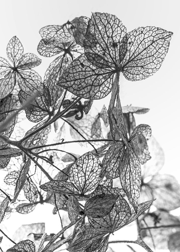 Leaf Composition art print by Design Fabrikken for $57.95 CAD