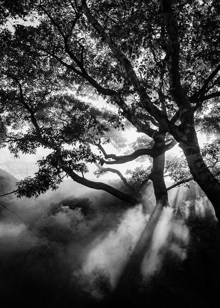 Misty Black art print by Design Fabrikken for $57.95 CAD