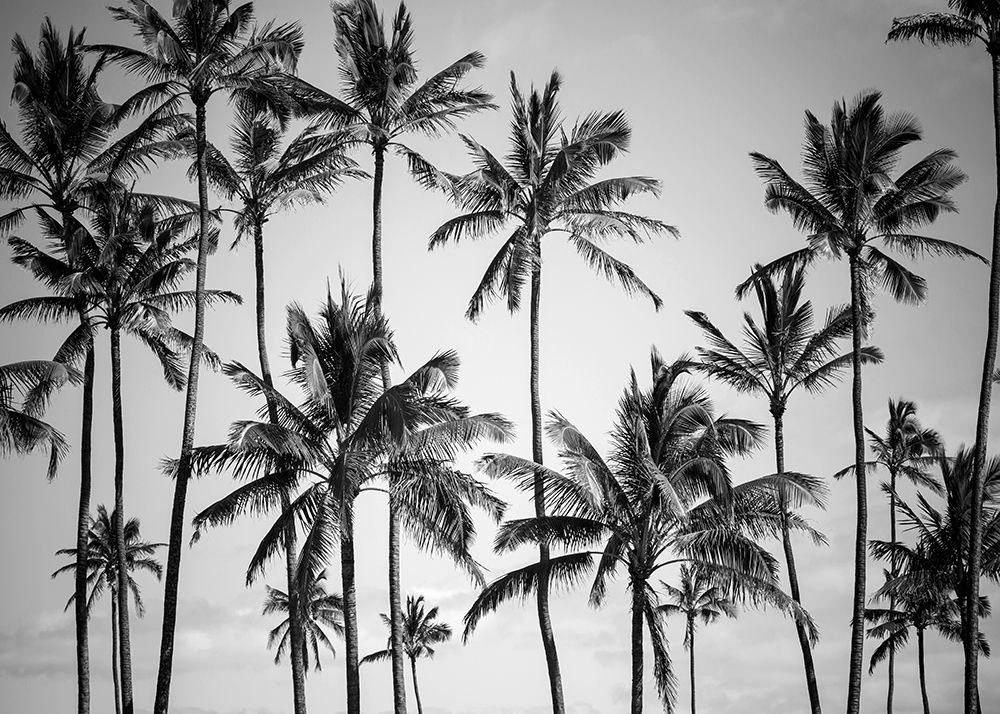 Palm Heaven art print by Design Fabrikken for $57.95 CAD