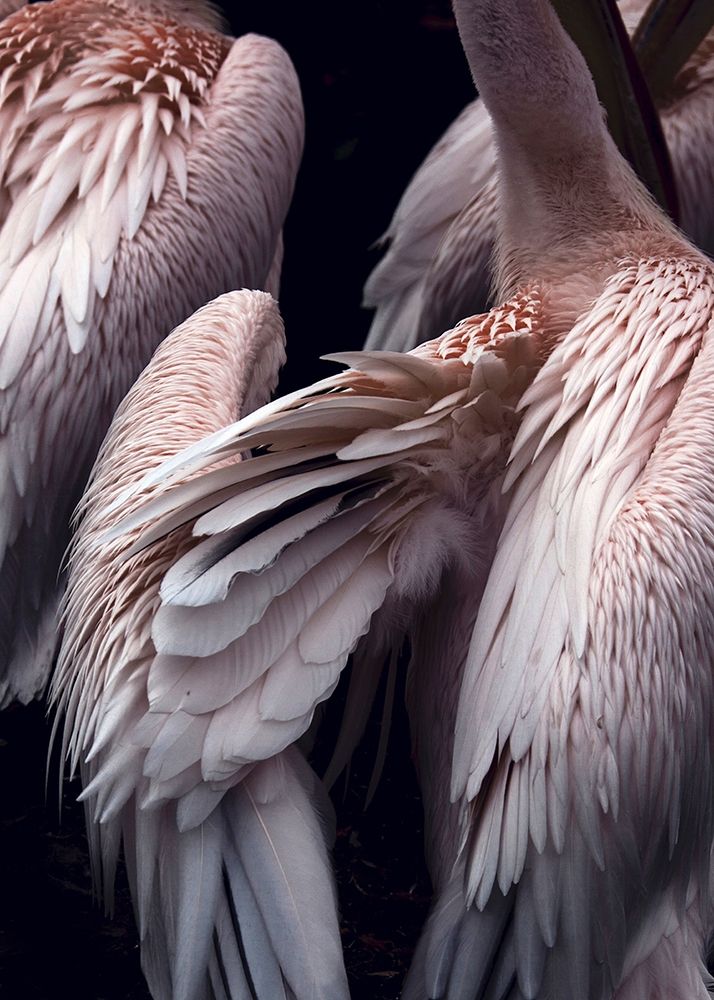 Flamboyance 1 art print by Design Fabrikken for $57.95 CAD