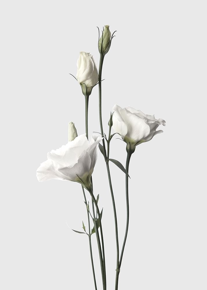 Lisianthus White art print by Design Fabrikken for $57.95 CAD