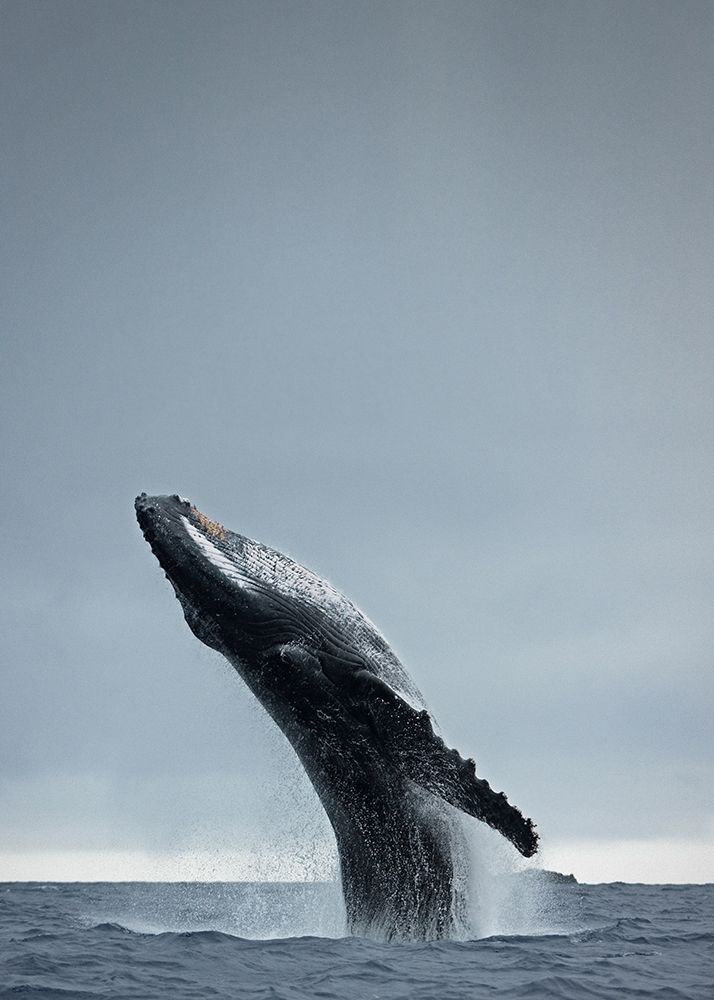 40 Ton art print by Design Fabrikken for $57.95 CAD