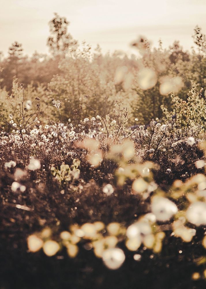 Golden Field art print by Design Fabrikken for $57.95 CAD