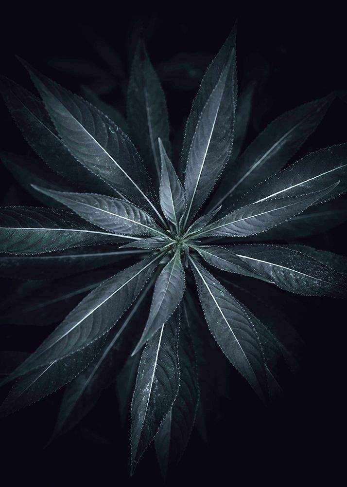 Star Flower art print by Design Fabrikken for $57.95 CAD