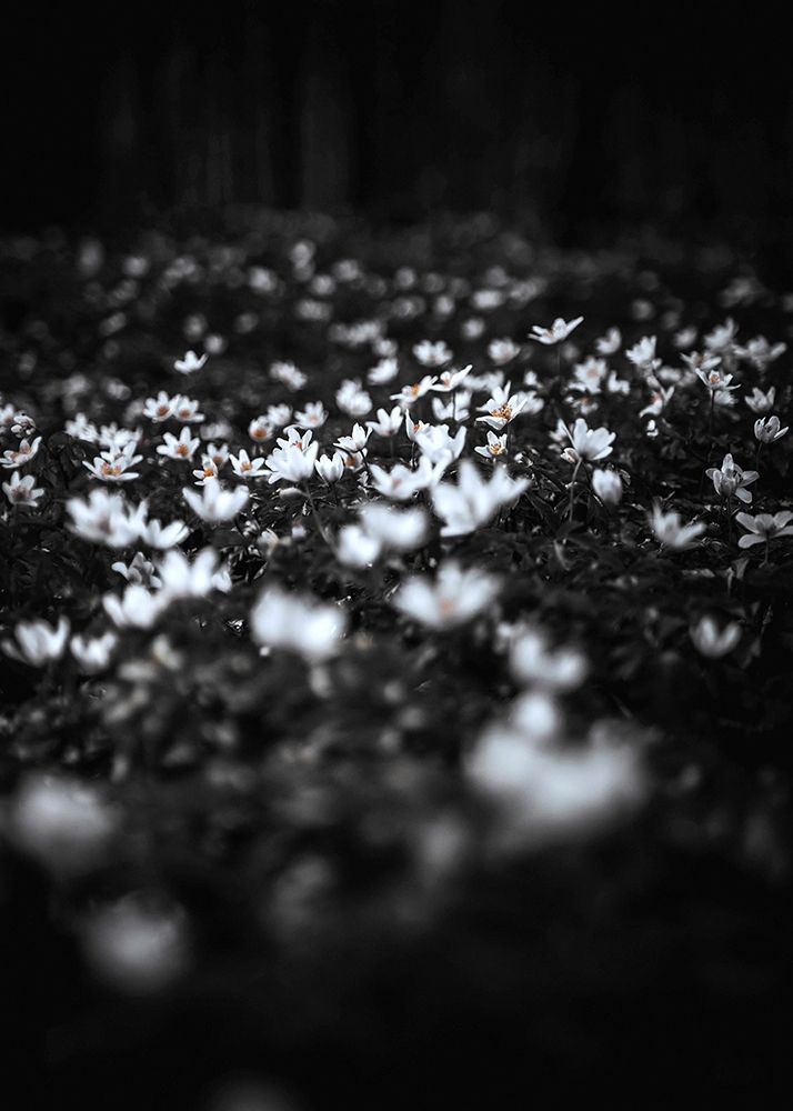 Windflowers art print by Design Fabrikken for $57.95 CAD