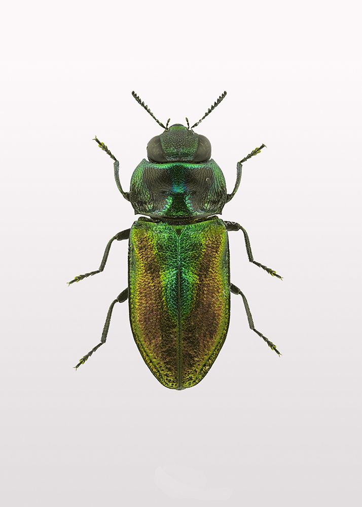 Beetle 1 art print by Design Fabrikken for $57.95 CAD