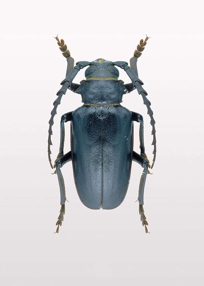Beetle 3 art print by Design Fabrikken for $57.95 CAD