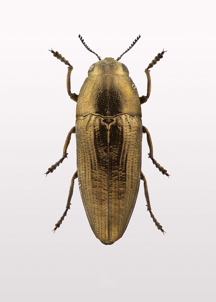 Beetle 4 art print by Design Fabrikken for $57.95 CAD