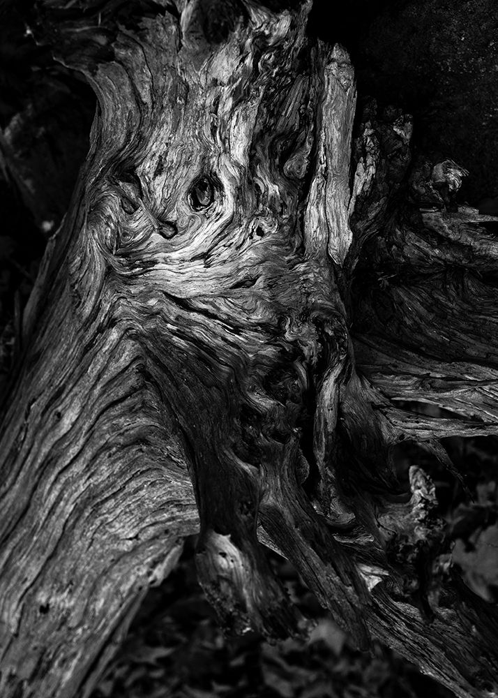 Black Wood art print by Design Fabrikken for $57.95 CAD