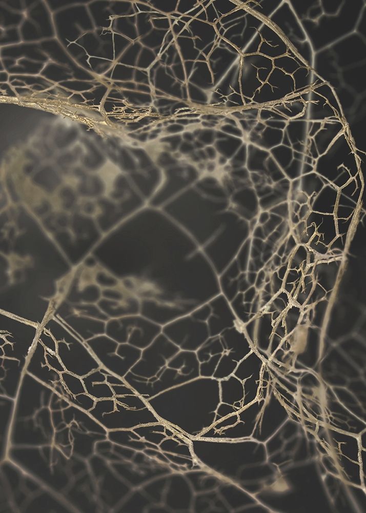 Leaf Skeleton Dark art print by Design Fabrikken for $57.95 CAD