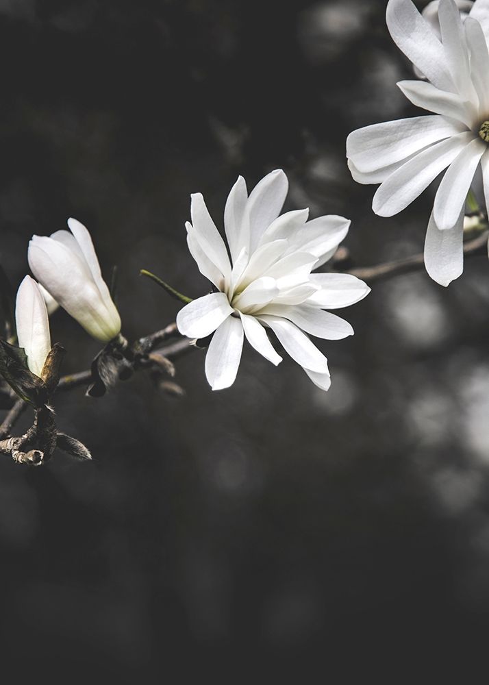 White Flowers art print by Design Fabrikken for $57.95 CAD