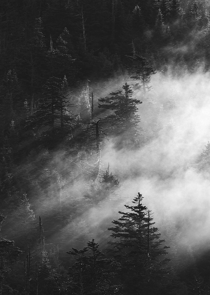 Misty Pine Woods art print by Design Fabrikken for $57.95 CAD