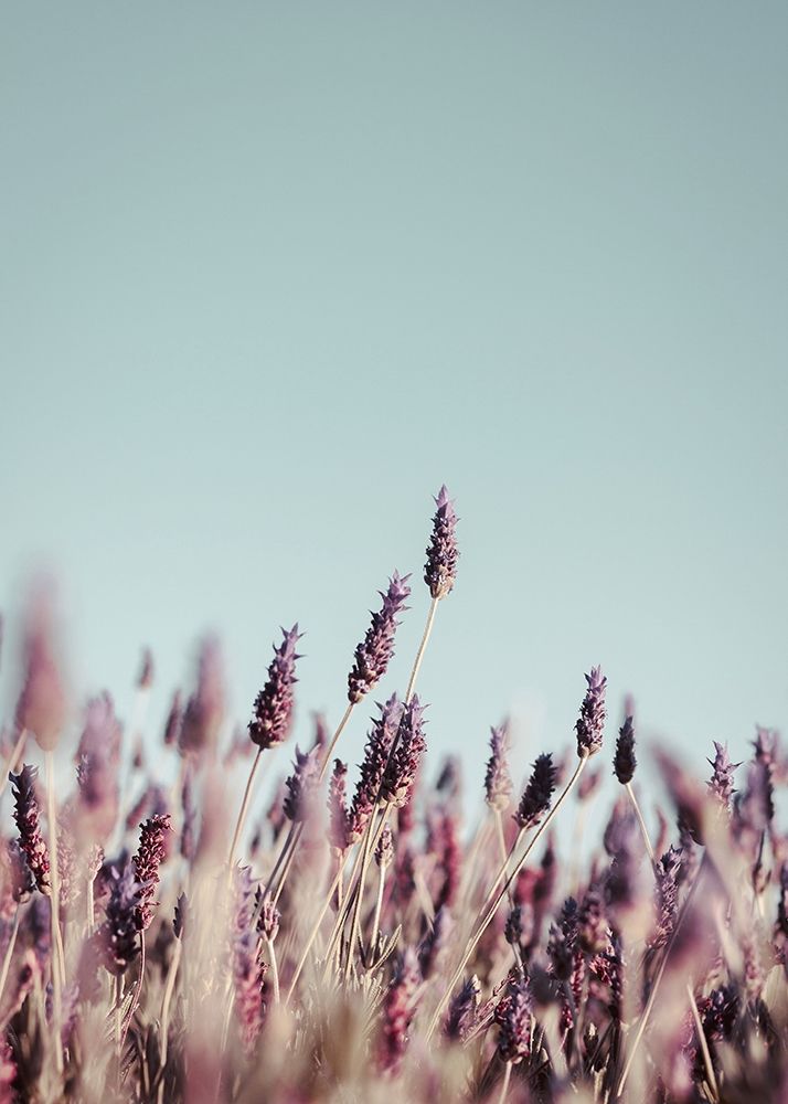 Field Haze art print by Design Fabrikken for $57.95 CAD
