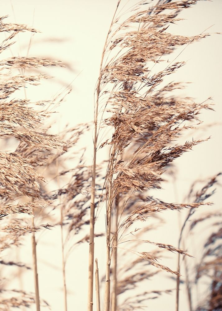 Reed 1 art print by Design Fabrikken for $57.95 CAD