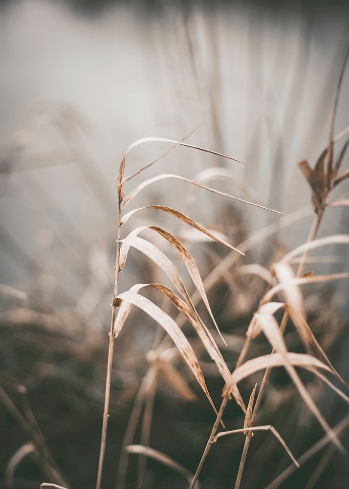 Reed 2 art print by Design Fabrikken for $57.95 CAD