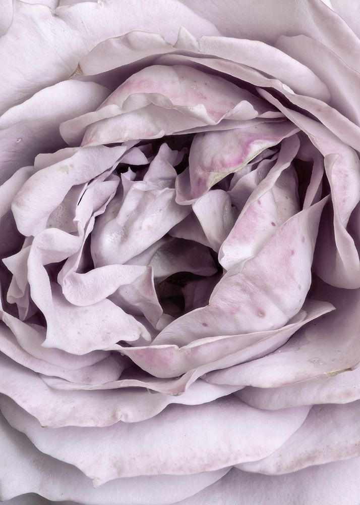 Rose Heart art print by Design Fabrikken for $57.95 CAD