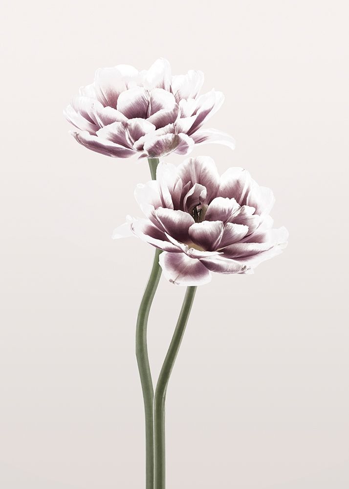 Cosmos 1 art print by Design Fabrikken for $57.95 CAD