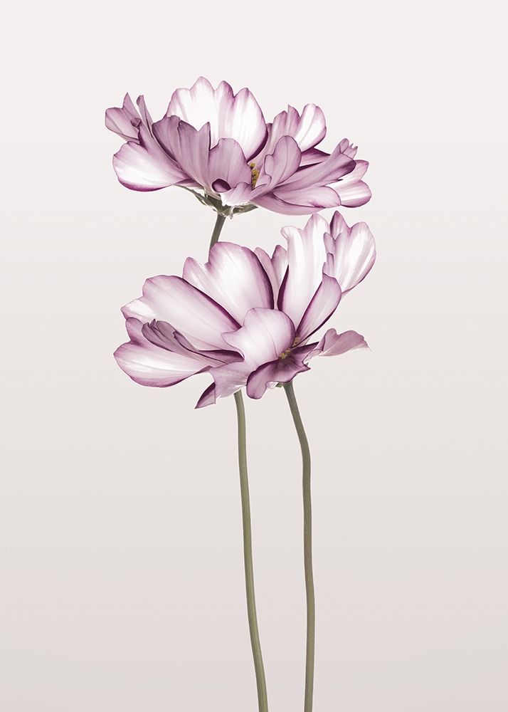 Cosmos 2 art print by Design Fabrikken for $57.95 CAD