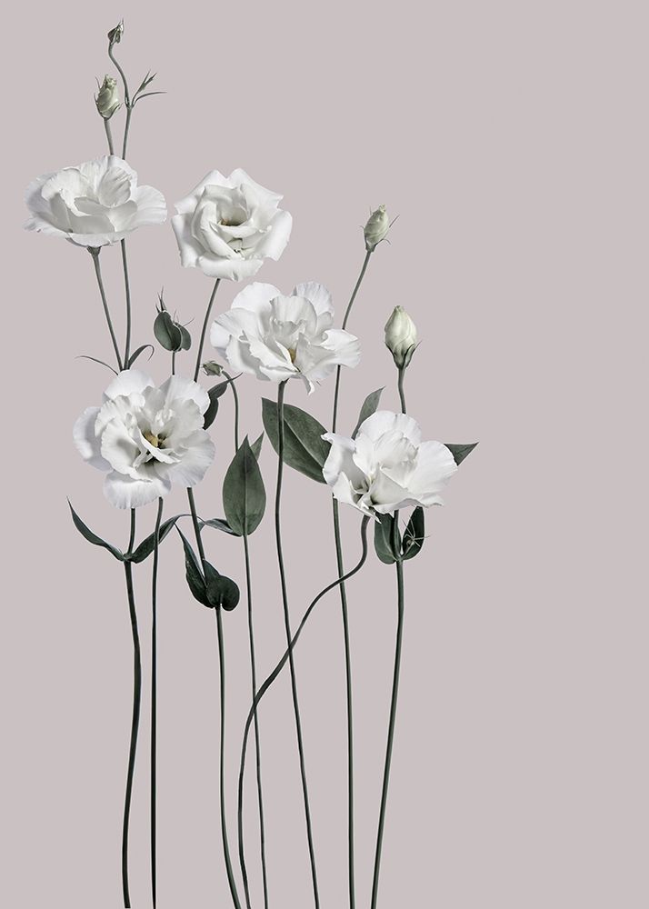 Flower 1 art print by Design Fabrikken for $57.95 CAD